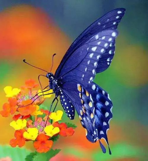 励志的句子经典语句(正能量句子励志短句子)-早安心语