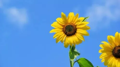 童年快乐简短的句子（形容快乐的简单句子）-早安心语