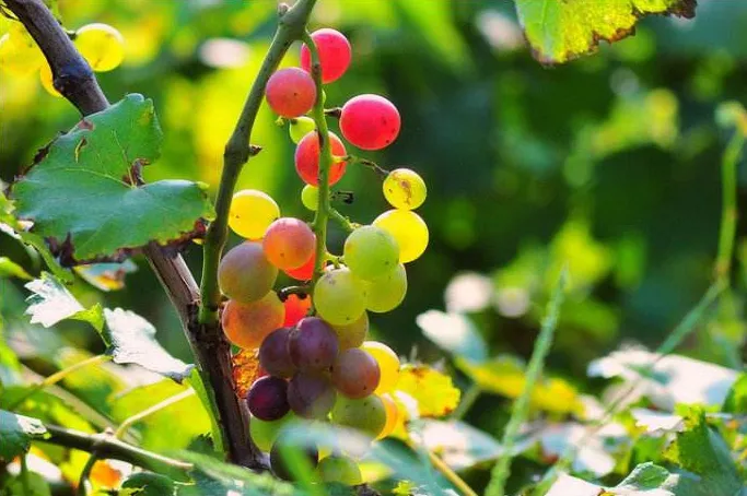 图片[2]-发朋友圈早安的句子（朋友圈早安激励语）-早安心语