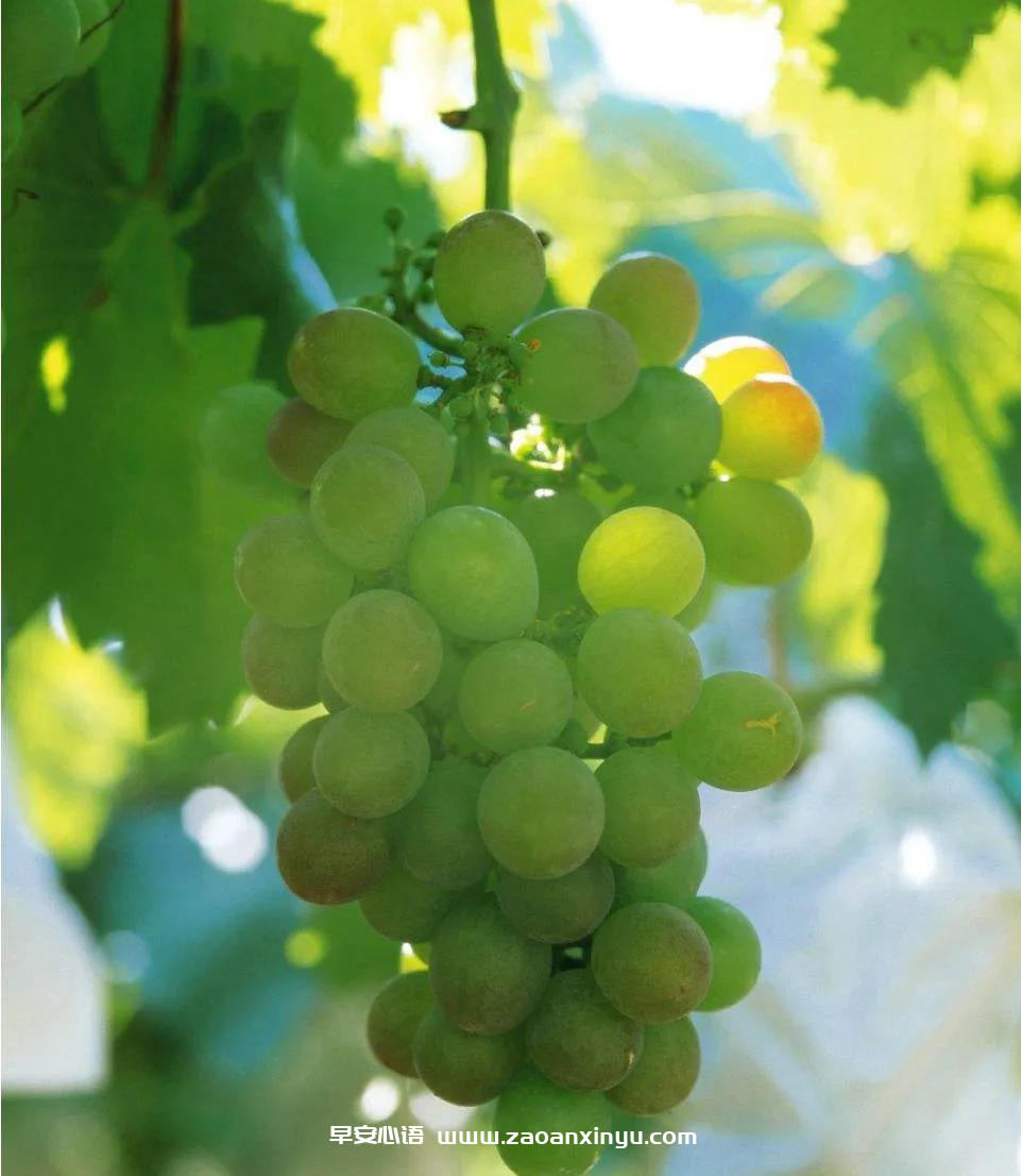 图片[4]-发朋友圈早安的句子（朋友圈早安激励语）-早安心语