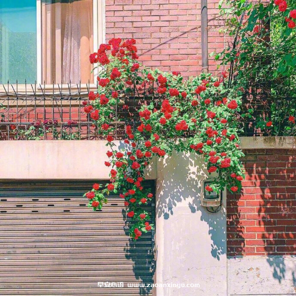 早上好图片，早上好的问候美句（早上好问候语温馨短句）-早安心语