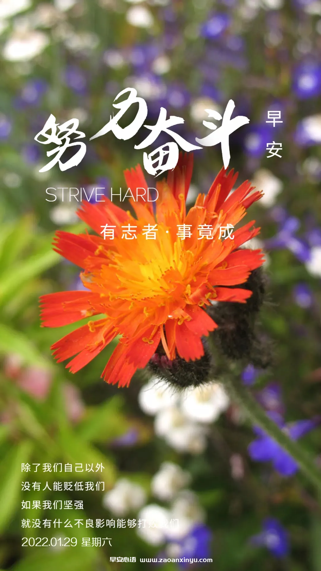 图片[6]-励志的话简短霸气（励志的句子致自己简短）-早安心语