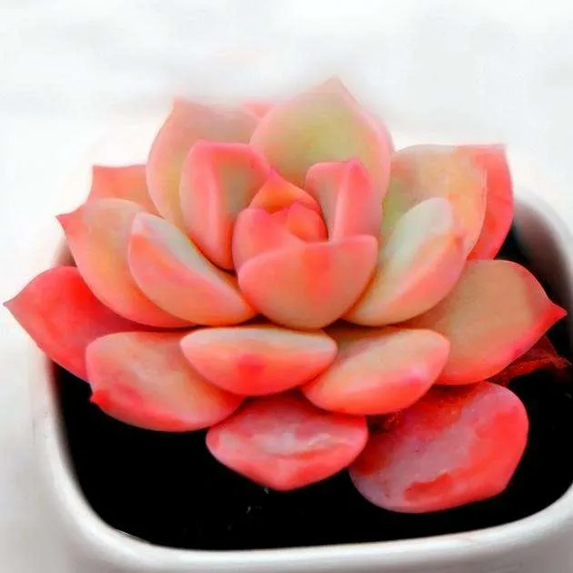 女人最好的状态语录(早安语录适合发朋友圈早安的句子)-早安心语