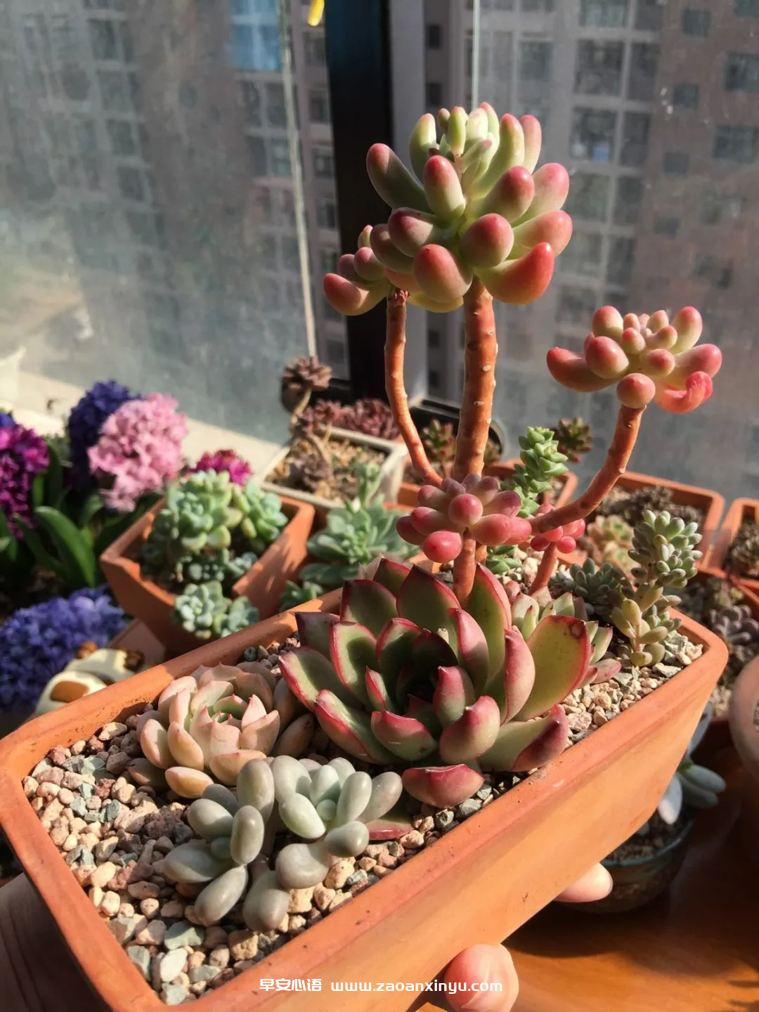 图片[5]-女人最好的状态语录（早安语录适合发朋友圈早安的句子）-早安心语