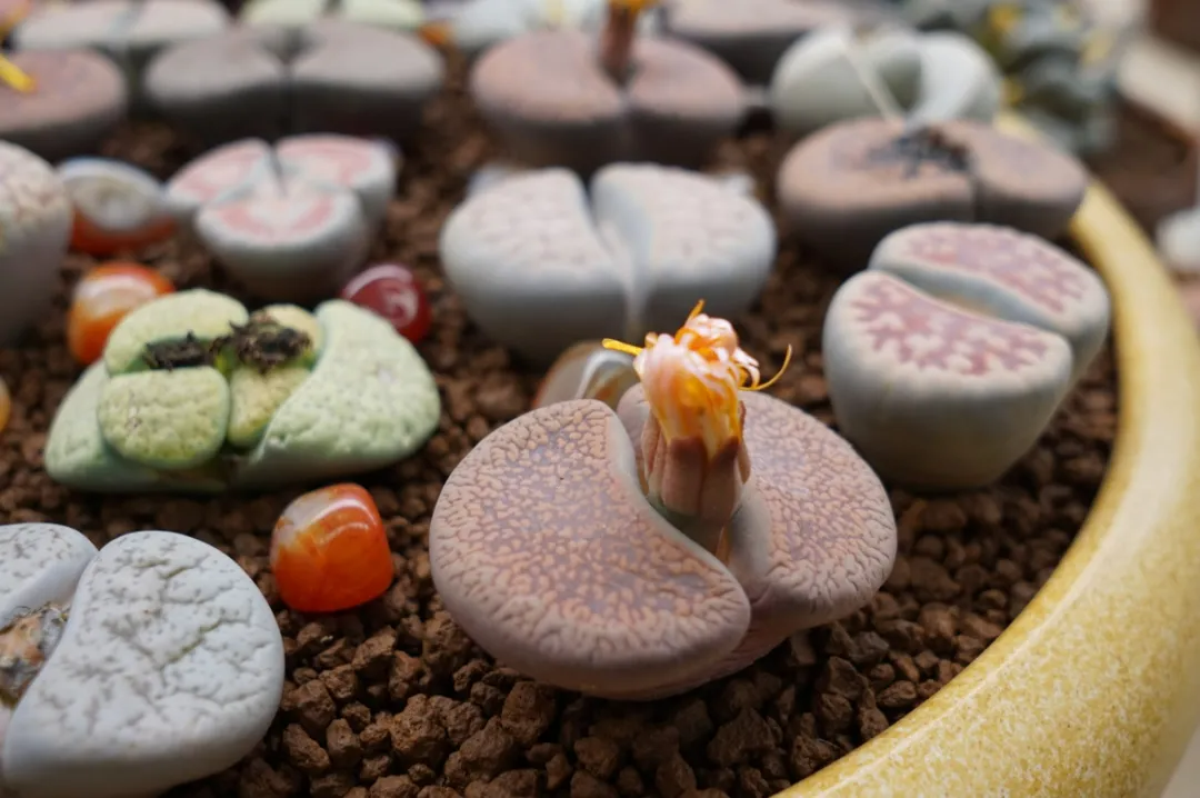 图片[6]-女人最好的状态语录（早安语录适合发朋友圈早安的句子）-早安心语