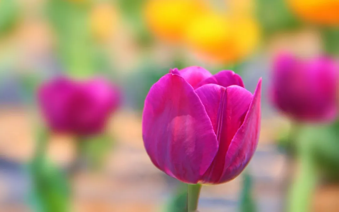 励志的句子致自己简短