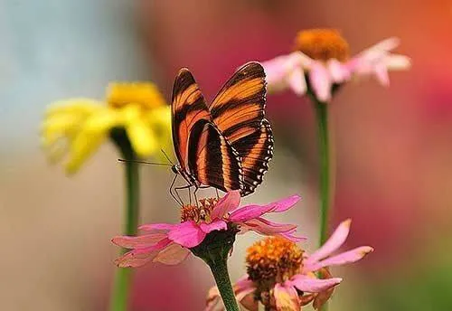 正能量句子励志短句子