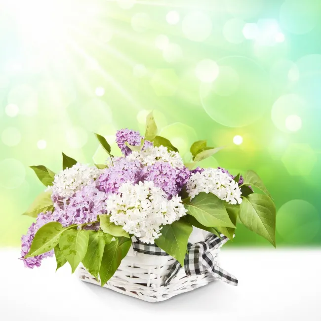 早安心语简单一句话