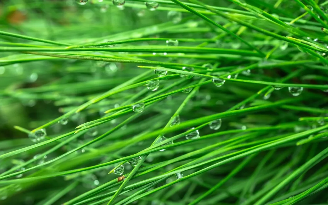 生活句子发朋友圈(生活句子表达心情短句)-早安心语