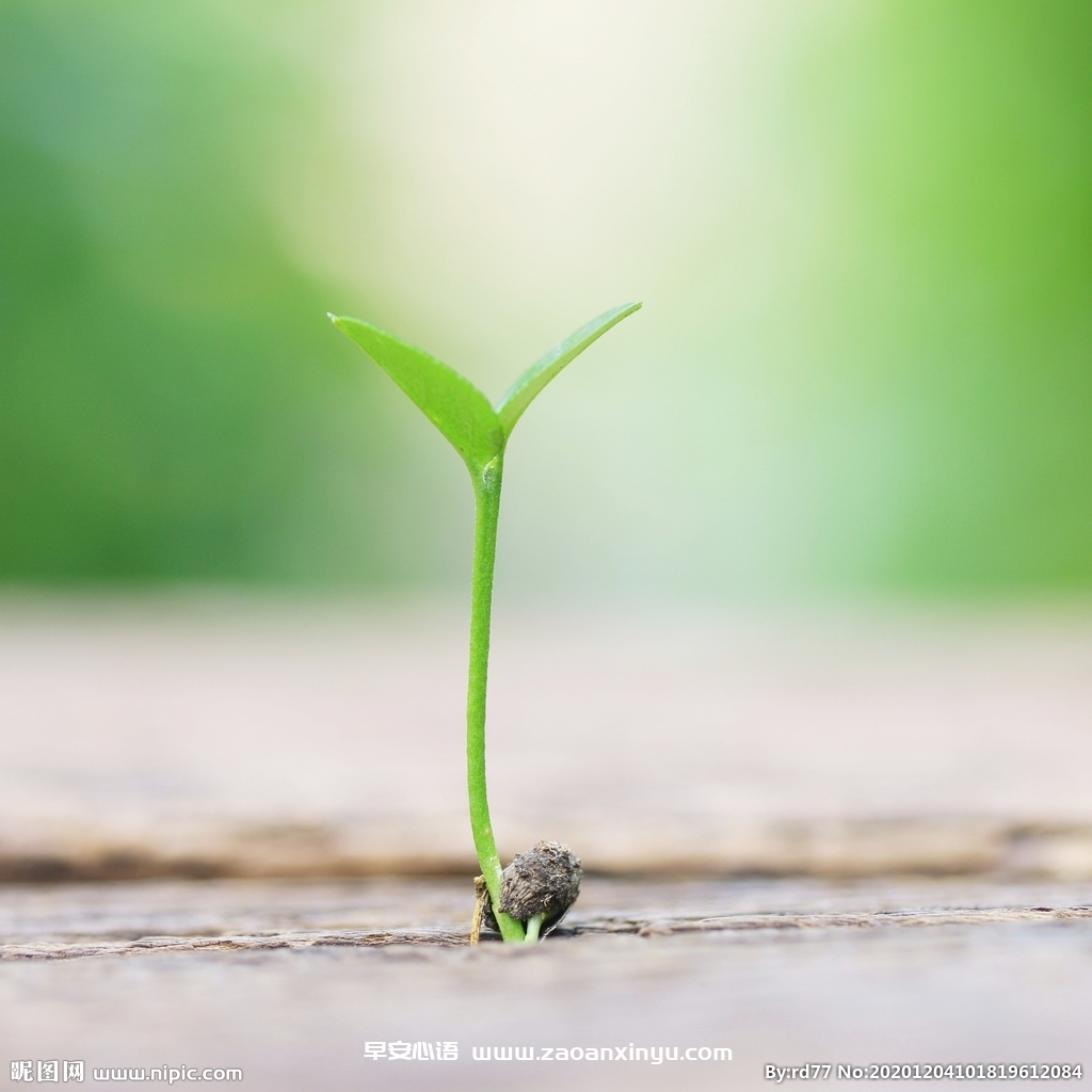 早上好的问候美句（早上吸引朋友圈的句子）-早安心语