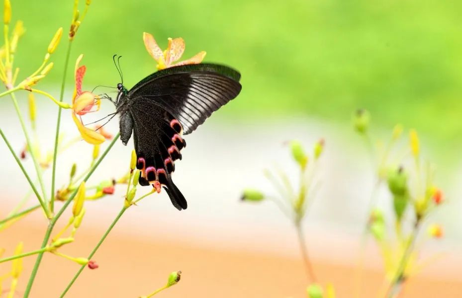 图片[2]-早安文案：早安文案短句干净治愈-早安心语